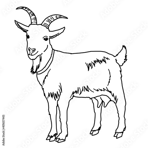 Goat Dairy Farming Livestock Animal Whiteboard Animation SVG Image