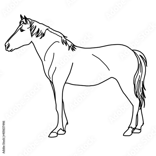 Horse Farming Animal Whiteboard Animation SVG Image