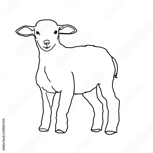 Lamb Dairy Farming Livestock Animal Whiteboard Animation SVG Image