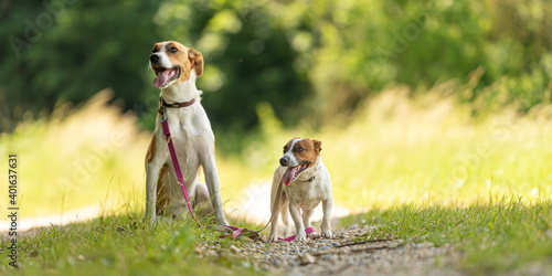 Two cute enchanting dogs are walking together without humans. Small Jack Russell Terrier doggy and a big mongrel hound