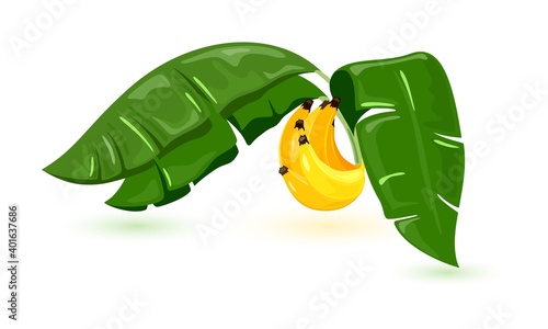 Sweet, fresh tropical fruit from tree, vegetarianism and healthy nutrition. Vector mellow bunch of vitaminized bananas. Organic harvest design isolated on white background