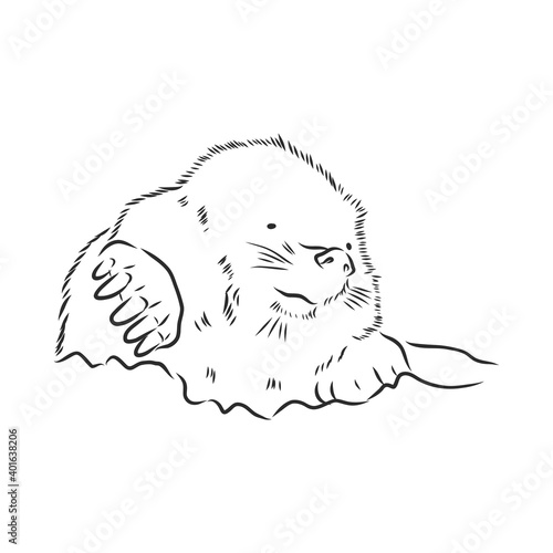 Mole. Sketch. . Vector illustration. mole vector sketch illustration