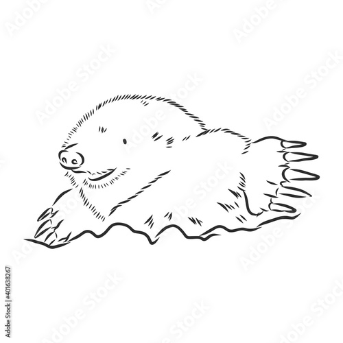 Mole. Sketch. . Vector illustration. mole vector sketch illustration