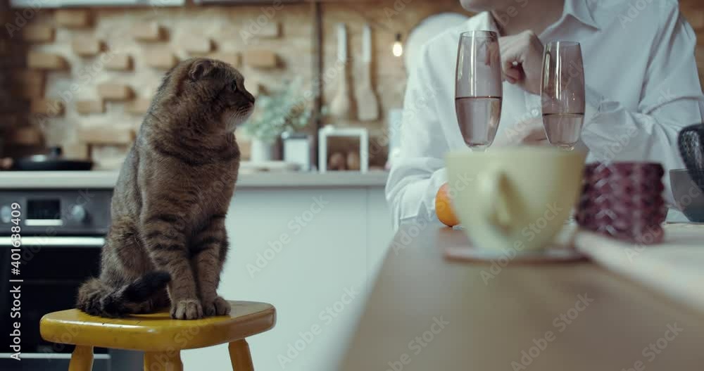 a gentle and beautiful cat, with the owner in the house at the holiday table. a gentle and beautiful cat, with the owner in the house at the holiday table.