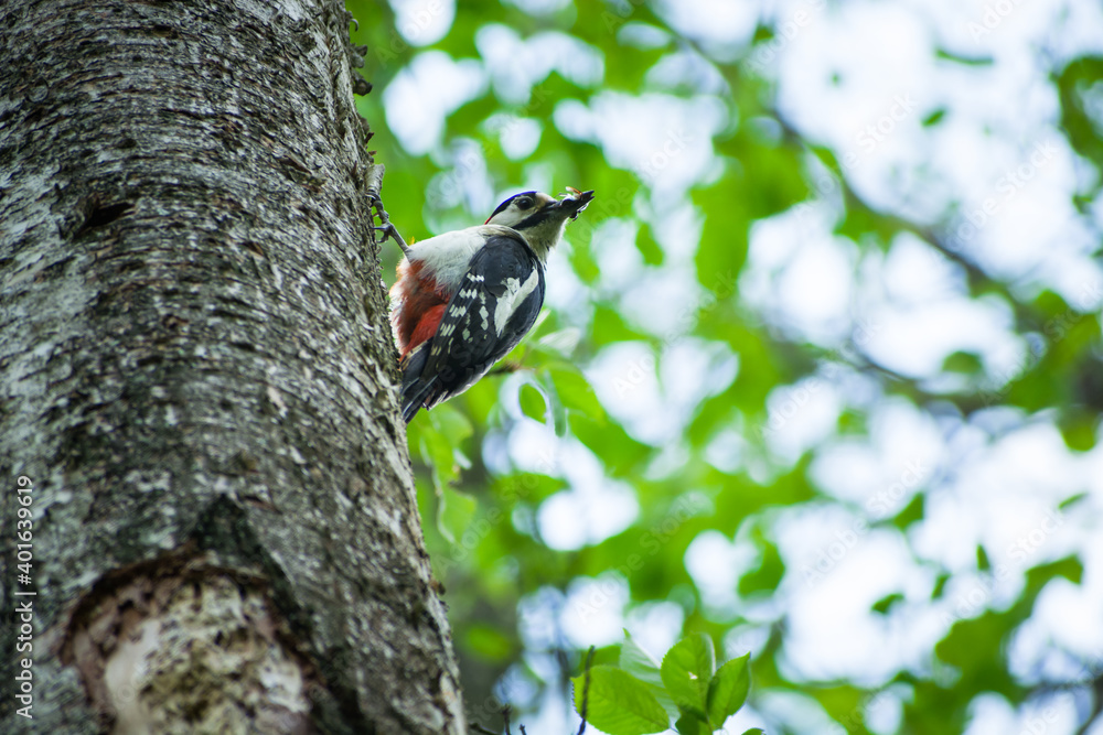 A woodpecker with an insect in its beak on a tree