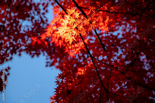 風景素材 鮮やかな紅葉