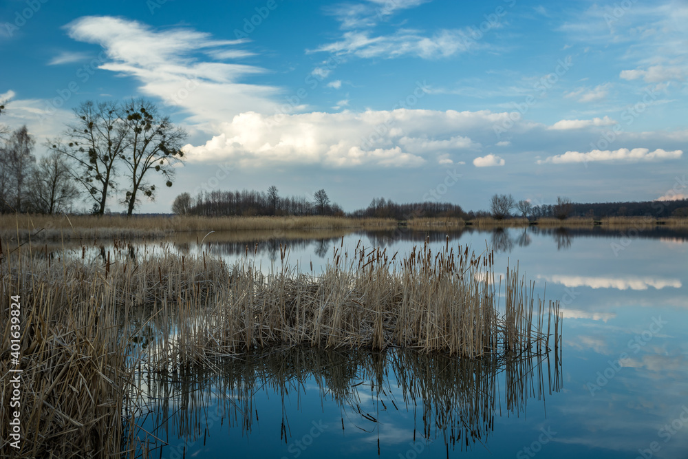 Dry reeds in a calm lake and clouds on a blue sky