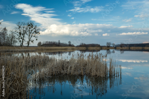Dry reeds in a calm lake and clouds on a blue sky