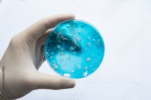 Mushroom mycelium on agar. Reishi mushroom mycelium on potato dextrose agar. Laboratory accessories. White background. Fungal mycelium petri dish. Mycology Growing in a Petri dishes. photo