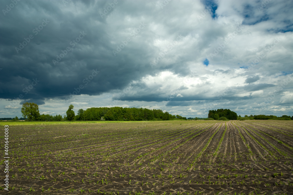 Young corn field and dark clouds, the beginning of the agricultural season Young corn field and dark clouds, the beginning of the agricultural season