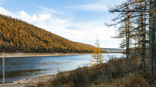 Larch Siberian taiga in orange-yellow colors along the banks of the river in autumn.
