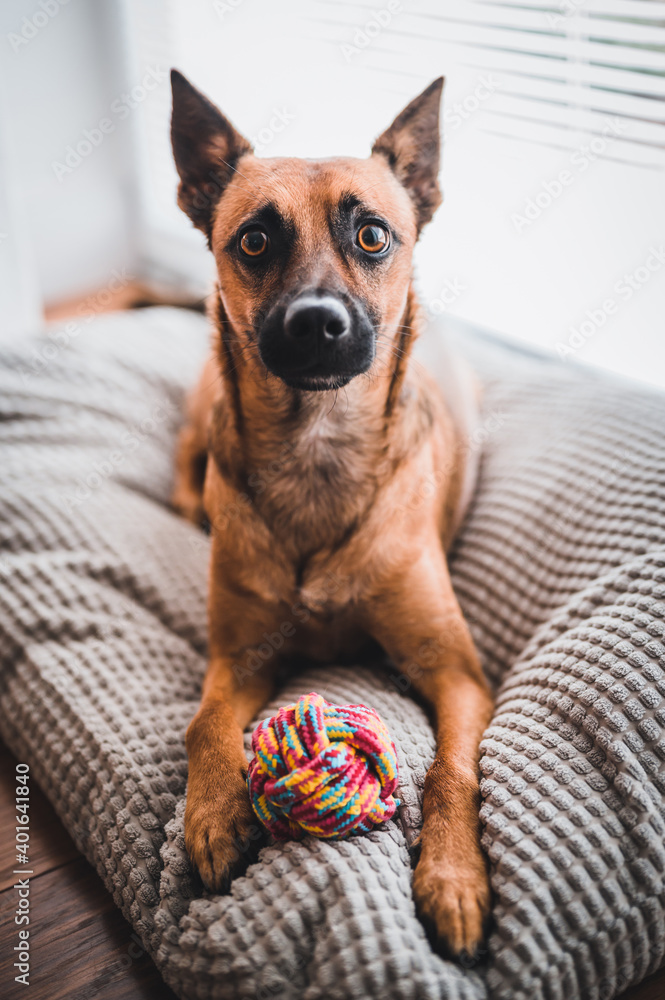 Brown dog in the house. Brown dog playing with color ball. Brown dog portrait. Dog with toy. Brown dog in the house. Brown dog playing with color ball. Brown dog portrait. Dog with toy.