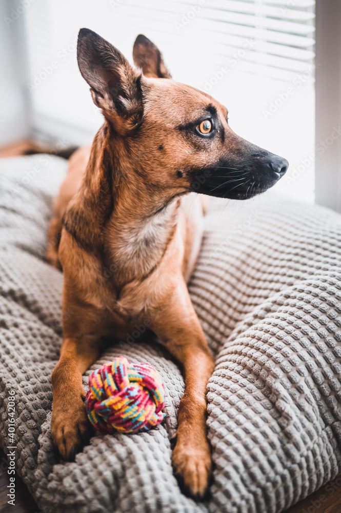 Brown dog in the house. Brown dog playing with color ball. Brown dog portrait. Dog with toy.