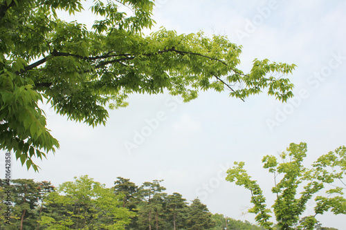  Green leaf with tree and branches.