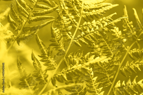 Fern leaf texture in trendy color of 2021 year illuminating yellow. Leaves abstract nature background. Close-up
