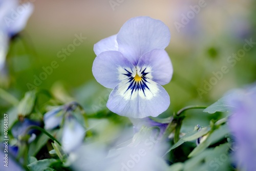Closeup of purple blue Viola pansy flower © Tales by Pictures