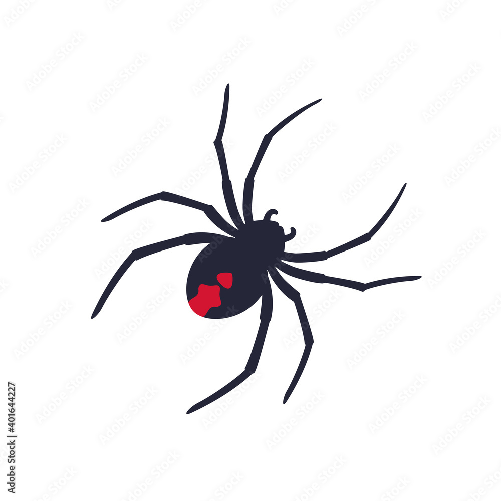 Red back spider on white, vector Red back spider on white, vector