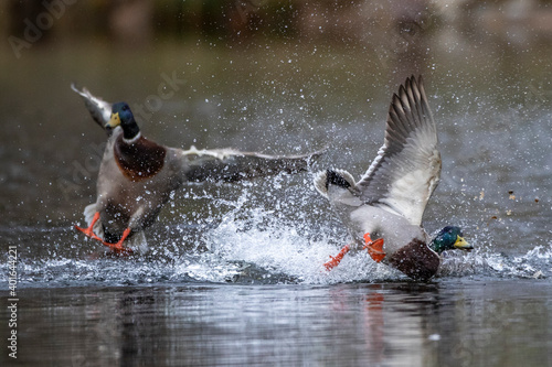 Stockente (Anas platyrhynchos) Männchen