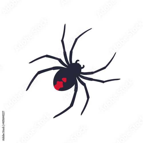 Red back spider on white, vector