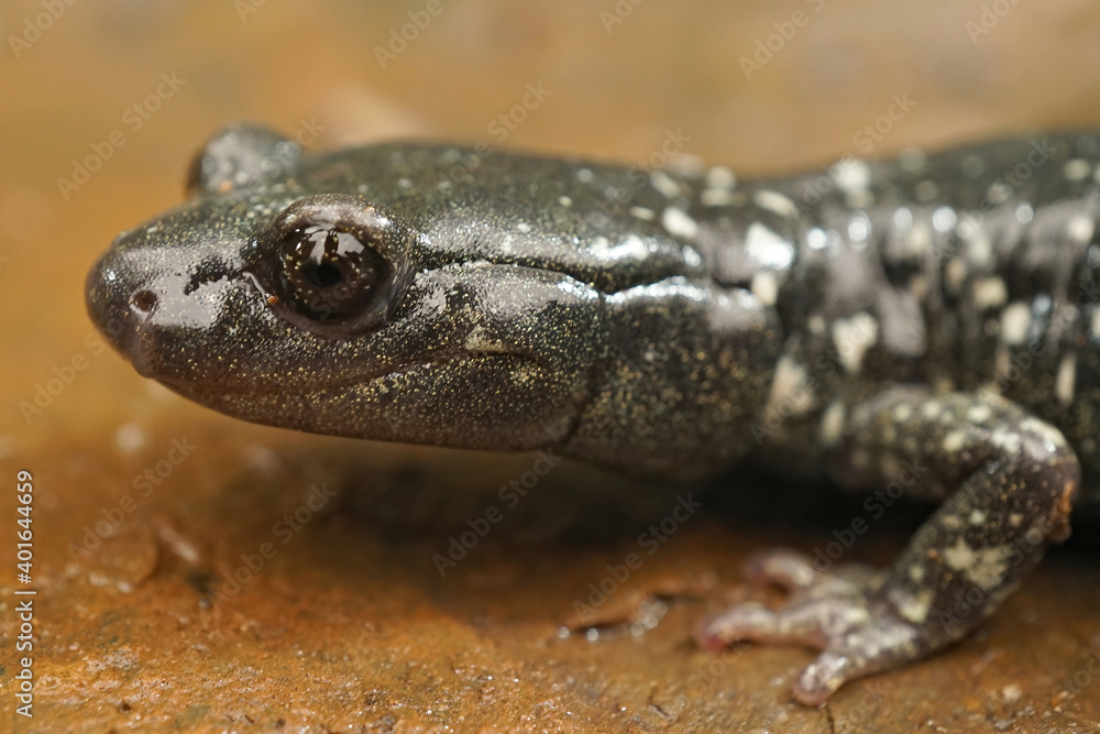 Aneides flavipunctatus - Black Salamander Aneides flavipunctatus - Black Salamander