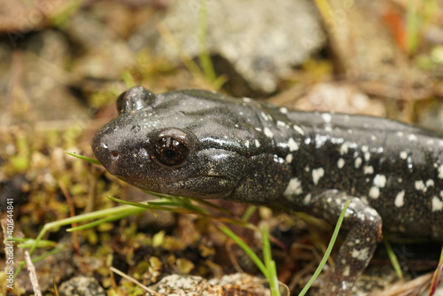 Aneides flavipunctatus - Black Salamander