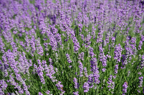 Carpet of beautiful purple lavender