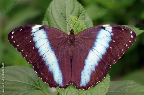 Tropical Butterfly Morpho helenor ssp. Theodorus photo