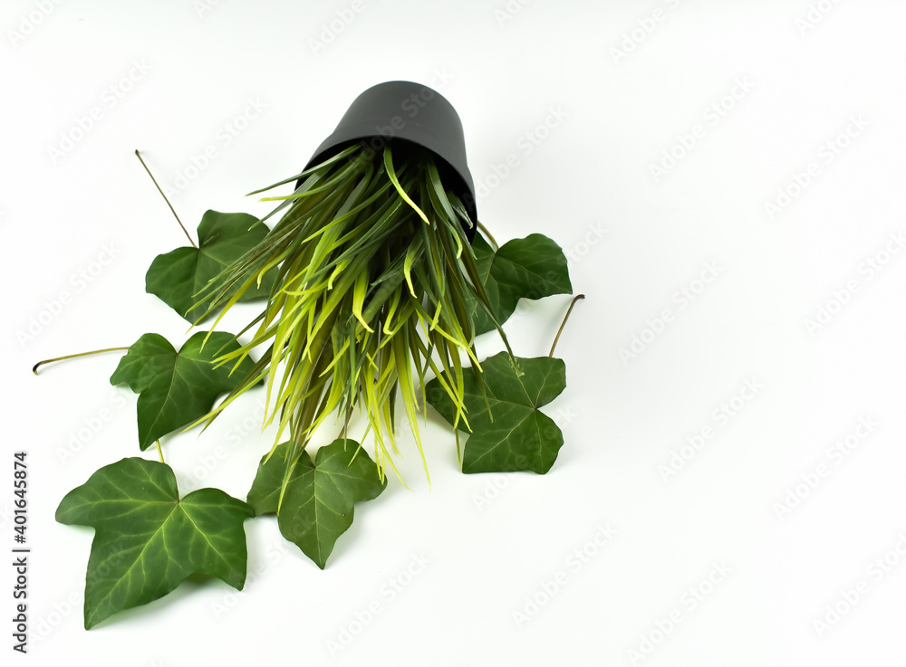 Obraz premium Zielona trawa i duże liście bluszczu.