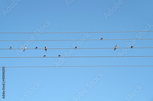 swallows sit on wires like music notes