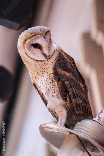 Barn owl in daytime