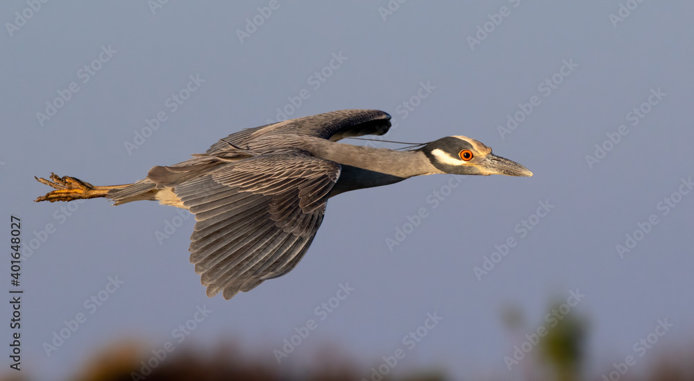 Obraz premium Yellow-crowned night heron (Nyctanassa violacea) flying over tidal marsh, Galveston, Texas, USA