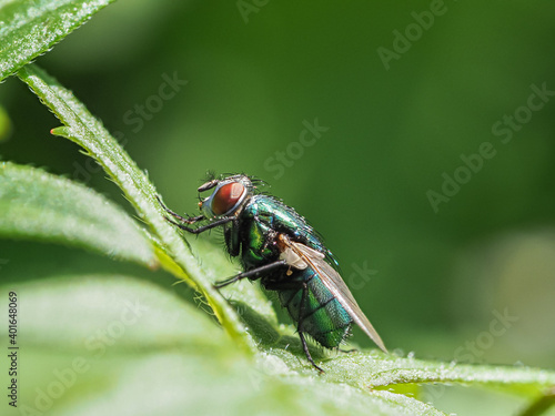 Goldfliege,  Lucilia sericata auf Planze. photo