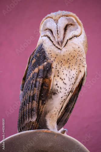 Portrait of barn owl