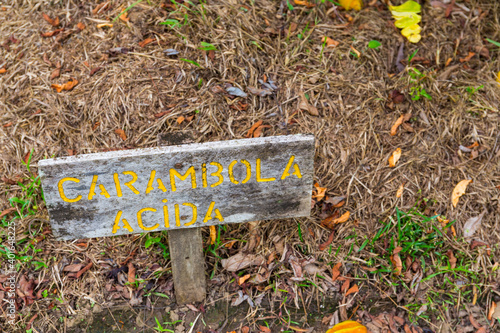 Carambola acida, Finca Kobo, Chocolate tour, Puerto Jimenez, The Osa Peninsula, Puntarenas Province, Costa Rica, Central America, America