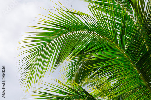 Palm tree, Finca Kobo, Chocolate tour, Puerto Jimenez, The Osa Peninsula, Puntarenas Province,  Costa Rica, Central America, America © JUAN CARLOS MUNOZ