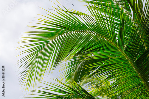 Palm tree  Finca Kobo  Chocolate tour  Puerto Jimenez  The Osa Peninsula  Puntarenas Province   Costa Rica  Central America  America