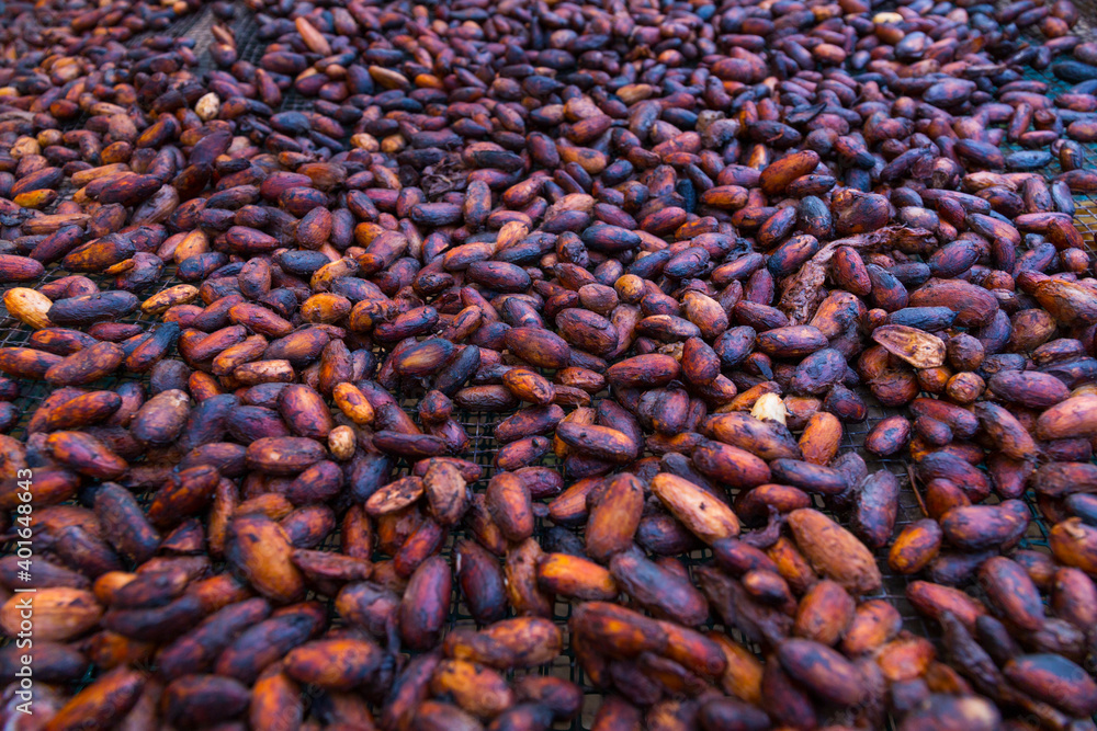 Theobroma cacao also cacao tree and cocoa tree, Finca Kobo, Chocolate tour, Puerto Jimenez, The Osa Peninsula, Puntarenas Province,  Costa Rica, Central America, America