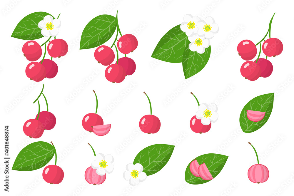 Set of illustrations with Capulin exotic fruits, flowers and leaves isolated on a white background. Set of illustrations with Capulin exotic fruits, flowers and leaves isolated on a white background.