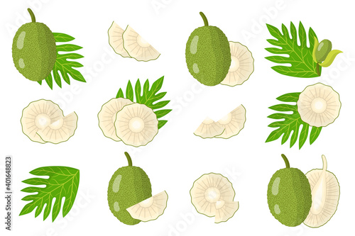 Set of illustrations with Breadfruit exotic fruits, flowers and leaves isolated on a white background.