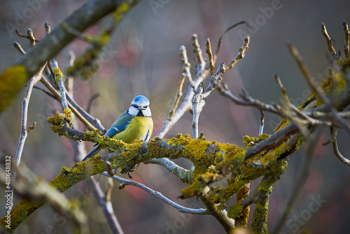 Eurasian blue tit bird ( Cyanistes caeruleus ) sitting on a branch with seed in his beak © Adrian 