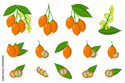 Set of illustrations with Bunchosia exotic fruits, flowers and leaves isolated on a white background. photo