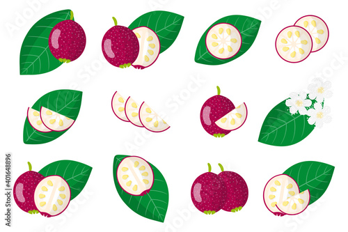 Set of illustrations with Cattley guava exotic fruits, flowers and leaves isolated on a white background.