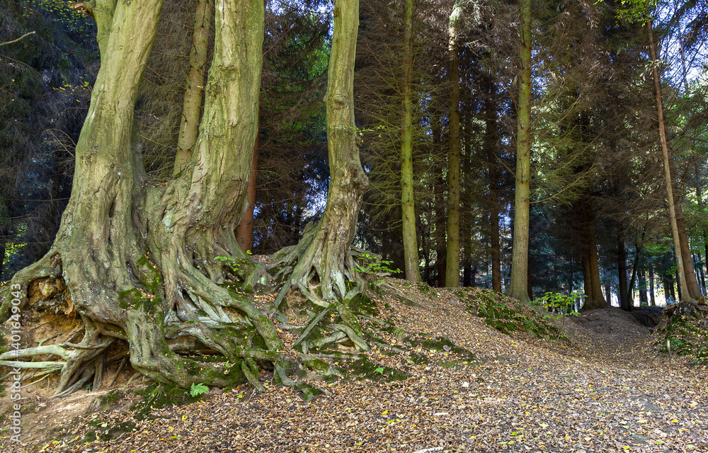 Obraz premium Waldidylle im Herbst