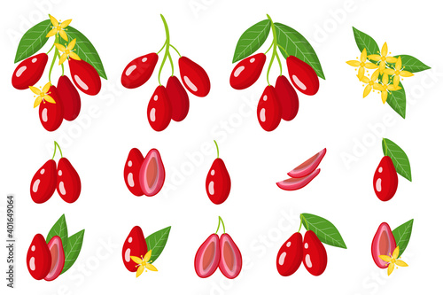 Set of illustrations with dogwood exotic fruits, flowers and leaves isolated on a white background.