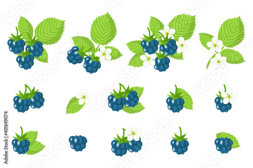 Set of illustrations with European dewberry exotic fruits, flowers and leaves isolated on a white background.