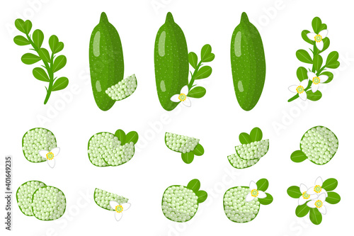 Set of illustrations with Finger lime exotic fruits, flowers and leaves isolated on a white background.