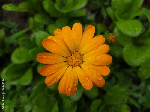 Bright orange calendula flower, calendula flower in green petals