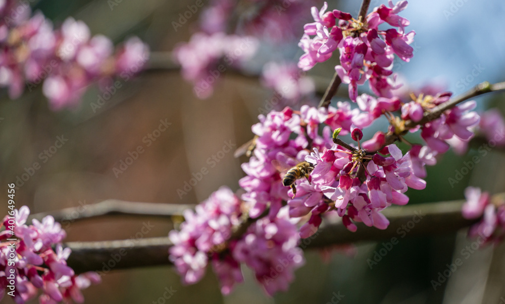 Eastern Redbud, or Eastern Redbud Cercis canadensis purple spring blossom in sunny day. Close-up of Judas tree pink flowers. Selective focus. Nature concept for design. Place for your text Eastern Redbud, or Eastern Redbud Cercis canadensis purple spring blossom in sunny day. Close-up of Judas tree pink flowers. Selective focus. Nature concept for design. Place for your text