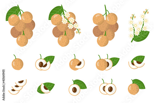 Set of illustrations with Longan exotic fruits, flowers and leaves isolated on a white background.