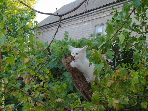 White kitten climbed a hemp in grapes 2
